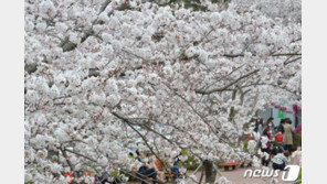 서울 벚꽃 개화…1922년 관측 이후 가장 빨라