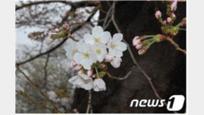 서울 벚꽃 27일 개화…관측 98년 사상 가장 빨라