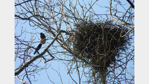 가우디도 놀랄 까치집의 과학 