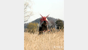 봄바람[고양이 눈] 