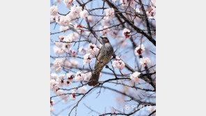 봄 식사[고양이 눈]