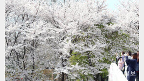 [청계천 옆 사진관] ‘제발 오지마세요’ 그림의 떡이 된 벚꽃