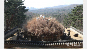 [청계천 옆 사진관]1년에 한번 벌초… 태조 건원릉 ‘청완 예초의’