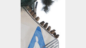 참새들의 사회적 거리[고양이 눈]