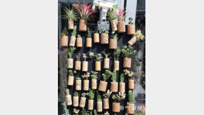 다육이의 보금자리[고양이 눈]