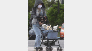 조심스러운 봄나들이[고양이 눈]