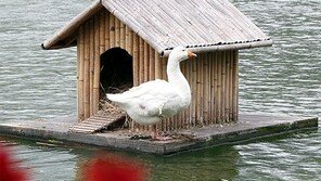 거위의 봄[고양이 눈]