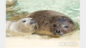 서울대공원, 천연기념물 점박이물범 탄생…코로나19 속 조용한 경사