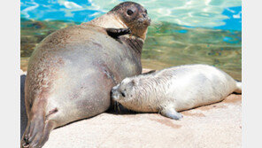 서울대공원서 천연기념물 점박이물범 탄생