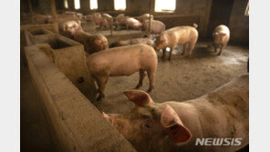 중국서 아프리카 돼지열병 재확산 조짐…3월 들어 13건 발생