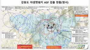 화천서 또 아프리카돼지열병 감염 멧돼지 6마리 폐사체