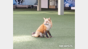 청주서 깜짝 등장한 여우, 토종 아닌 ‘북미산 여우’였다