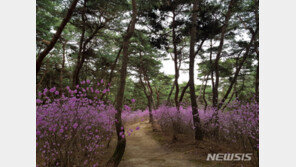 왕이 행차하던 능행길 열린다…600㎞ 조선왕릉길 조성