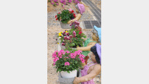 그래도 봄[고양이 눈]