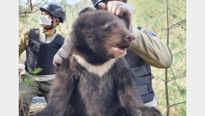 국립공원공단 “지리산 일대서 새끼 반달가슴곰 3마리 태어나”