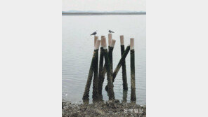 거리 두며 데이트[고양이 눈]