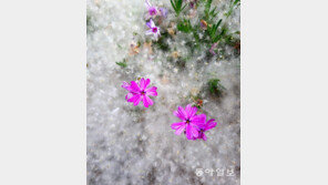 사랑의 전령[고양이 눈]