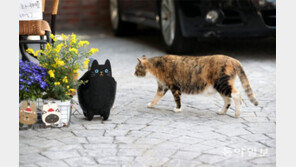 진짜가 나타났다[고양이 눈]