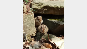 거기 누구 오셨는가[고양이 눈]