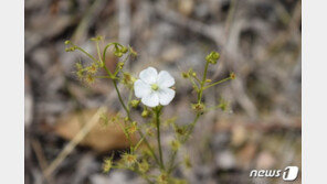 신안 압해도서 희귀 식충식물 ‘끈끈이귀개’ 발견