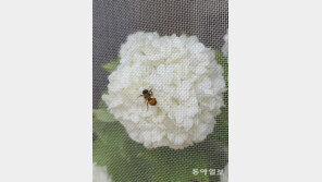 꿀벌의 구애[고양이 눈]