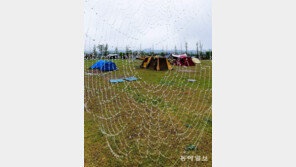 보석 같은 거미줄[고양이 눈]