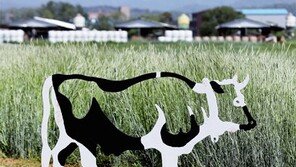 고마운 소[고양이 눈]