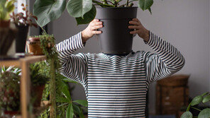 집콕에 지친 당신, ‘반려식물’로 힐링하세요