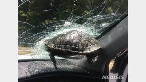 주행중 차 앞 유리에 거북이 날아와 ‘쾅’…“이게 무슨 날벼락”