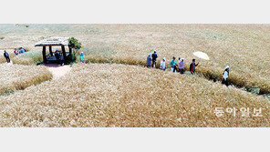 황금빛 보리밭을 가르는 시민들