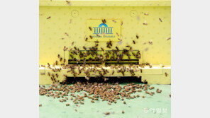 국회에서 꿀을[고양이 눈]