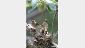 경주 옥산서원에는 멸종위기종 흰배지빠귀가 산다