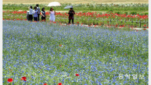 [퇴근길 한 컷]수백만 송이 수레국화와 안개초…꽃길 걸으며 여름맞이