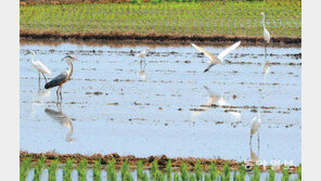 미꾸라지 사냥에 푹 빠진 백로와 왜가리
