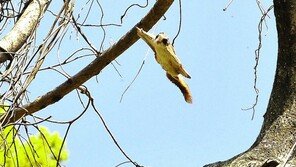 3월 따뜻·4월 눈오고 쌀쌀…윤달 낀 올봄 날씨 변덕 심했다