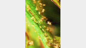 비센바이오, 양파 쿼세틴 성분으로 친환경 응애방제약 개발