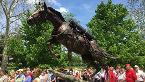 용맹의 아이콘 美 해병대 군마 ‘레클리스’ 한국전쟁 숨은영웅