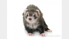 “구충제가 옳았다”… 대웅제약, 동물시험 통해 ‘니클로사마이드’ 코로나19 치료효과 입증