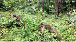 산에서 나는 ‘산 음식’… 몸과 마음이 맑아져요