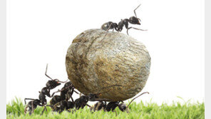 ‘스마트 개미’들 웃었다…매수 상위 종목 10개 평균 수익률 66.5%