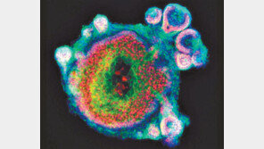 털-피지 나오는 인공피부… 탈모치료 신세계 열릴까