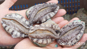 어업인 위한 노마진 ‘착한 소비 프로젝트’… 회이팅, 완도산 ‘전복’ 생산자 원가 판매
