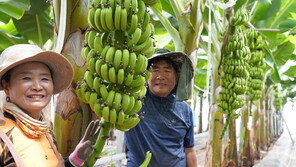 땅끝 해남에 아열대 작목 바나나 ‘주렁주렁’…7월 수확 앞둬
