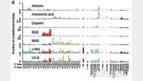 IBS, 암 근본원인 찾았다…유전체 돌연변이 메커니즘 규명