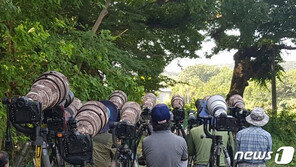 경주 옥산서원에 날아든 멸종위기 호랑지빠귀