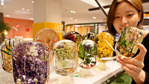 압구정 갤러리아 “시들지 않는 식물로 인테리어 꾸며요”