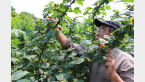 새콤달콤 산딸기 수확