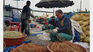 ‘꽃게잡이 만선’ 부푼 기대