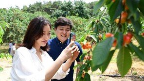 보기만해도 상큼한 상동 체리