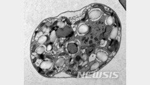 독도 해역서 오메가-3 다량 함유 해양미세조류 발견